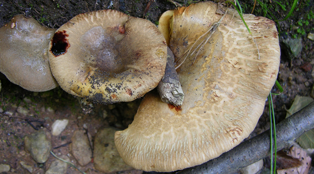 Paxillus ammoniovirescens,P.rubicundulus e P.involutus